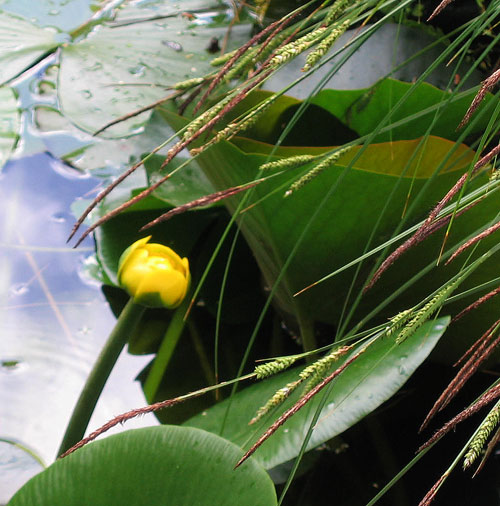 This is the Water Lilies Water Garden Page of our A to Z guide to